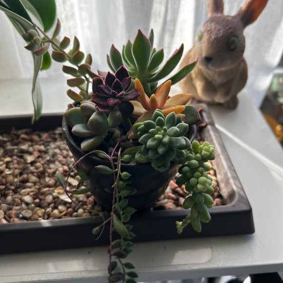 Rare Succulents Cuttings Collection 1 - Picture 2 of 4